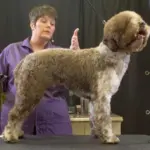 How to Groom a Lagotto Romagnolo at Home