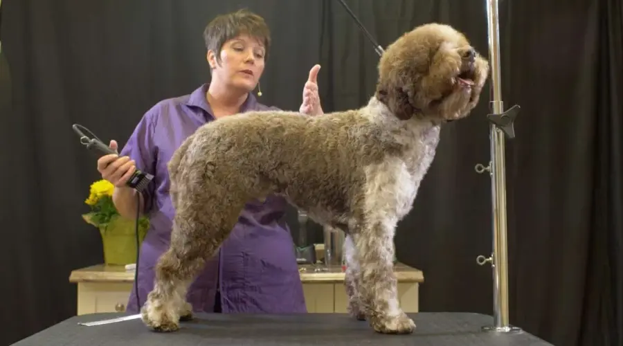 How to Groom a Lagotto Romagnolo at Home