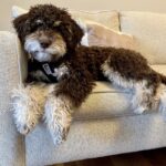 Kayron - cute male lagotto puppy