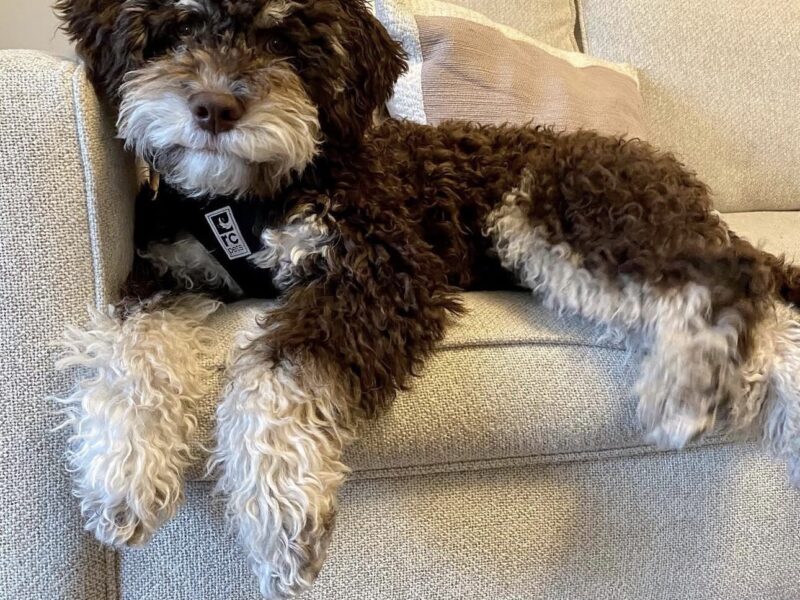 Kayron - cute male lagotto puppy