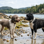A side-by-side comparison of a brown and white curly-coated Lagotto Romagnolo and a black and white Portuguese Water Dog standing on a rocky shoreline next to a river.