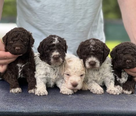 Lagotto Romagnolo puppies for sale — young litter of brown, white, and cream Lagotto puppies from Golden Truffle Lagotto.